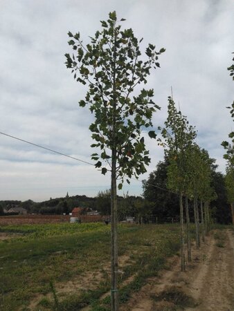 Liriodendron t. 'Aureomarginat.' 12-14 Hoogstam draadkluit 2 X verplant