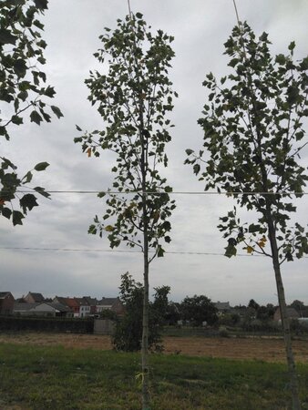 Liriodendron t. 'Aureomarginat.' 16-18 Hoogstam draadkluit 3 X verplant