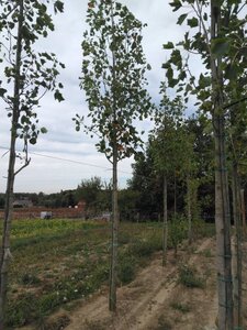 Liriodendron t. 'Aureomarginat.' 20-25 Hoogstam draadkluit 3 X verplant