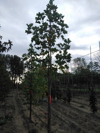 Liriodendron tulipifera 10-12 Hoogstam met kluit - afbeelding 2