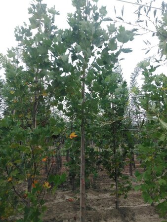 Liriodendron tulipifera 10-12 Hoogstam met kluit - afbeelding 1