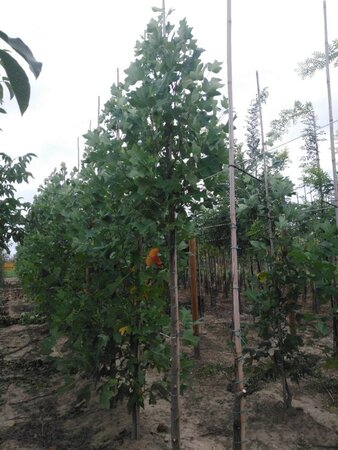 Liriodendron tulipifera 12-14 Hoogstam draadkluit 2 X verplant - afbeelding 1