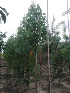 Liriodendron tulipifera 12-14 Hoogstam draadkluit 2 X verplant - afbeelding 1