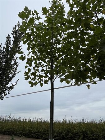 Liriodendron tulipifera 12-14 Hoogstam draadkluit 2 X verplant - afbeelding 3