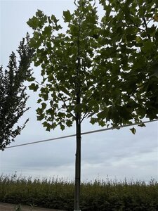 Liriodendron tulipifera 12-14 Hoogstam draadkluit 2 X verplant - afbeelding 3