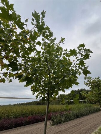 Liriodendron tulipifera 12-14 Hoogstam draadkluit 2 X verplant - afbeelding 4