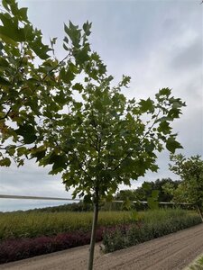 Liriodendron tulipifera 12-14 Hoogstam draadkluit 2 X verplant - afbeelding 4