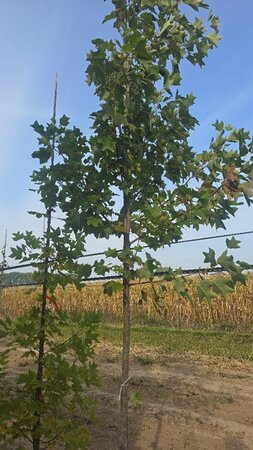 Liriodendron tulipifera 12-14 Hoogstam draadkluit 2 X verplant - afbeelding 2