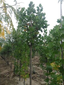 Liriodendron tulipifera 14-16 Hoogstam draadkluit 2 X verplant - afbeelding 2