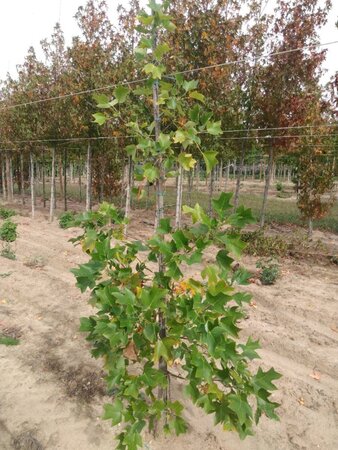 Liriodendron tulipifera 175-200 cm met kluit geveerd met stok