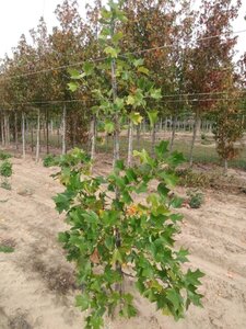 Liriodendron tulipifera 175-200 cm met kluit geveerd met stok