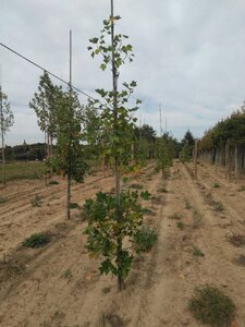 Liriodendron tulipifera 6-8 cm met kluit geveerd - afbeelding 1