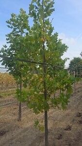 Liriodendron tulipifera 8-10 cm met kluit geveerd - afbeelding 1