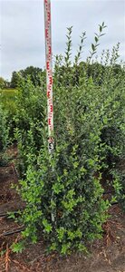 Ligustrum vulg. 'Atrovirens' 150-175 cm met kluit - afbeelding 2