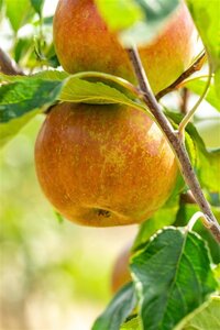 Malus d. 'Cox's Orange Pippin' 14-16 Hoogstam wortelgoed 2 X verplant - afbeelding 3