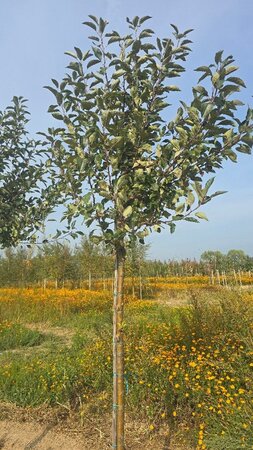 Malus d. 'Cox's Orange Pippin' 14-16 Hoogstam wortelgoed 2 X verplant - afbeelding 6