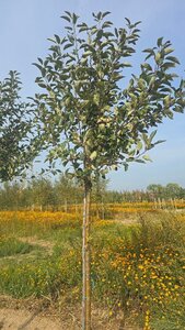 Malus d. 'Cox's Orange Pippin' 14-16 Hoogstam wortelgoed 2 X verplant - afbeelding 6