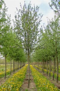 Malus d. 'Cox's Orange Pippin' 8-10 Hoogstam met kluit - afbeelding 2