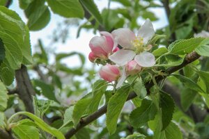 Malus d. 'Cox's Orange Pippin' 8-10 Hoogstam met kluit - afbeelding 5
