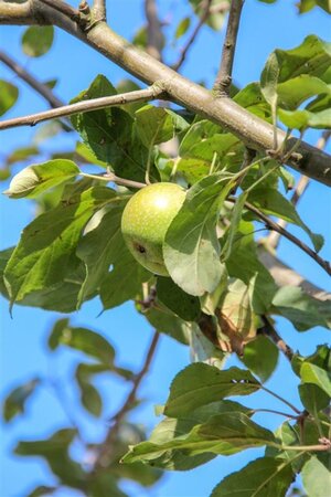 Malus d. 'Cox's Orange Pippin' 8-10 Hoogstam met kluit - afbeelding 6