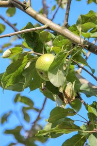 Malus d. 'Cox's Orange Pippin' 8-10 Hoogstam met kluit - afbeelding 6