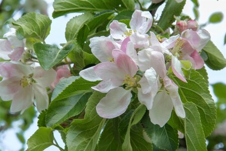Malus d. 'Cox's Orange Pippin' 8-10 Hoogstam met kluit - afbeelding 7