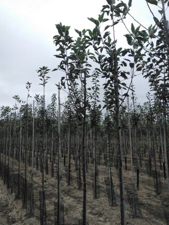 Malus d. 'Cox's Orange Pippin' 8-10 Hoogstam wortelgoed - afbeelding 6