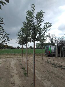 Malus d. 'Elstar' (Laat) 14-16 Hoogstam wortelgoed 2 X verplant - afbeelding 2