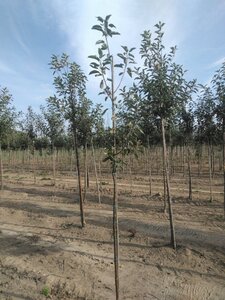 Malus d. 'Elstar' (Laat) 6-8 Hoogstam wortelgoed - afbeelding 3
