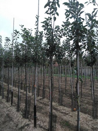Malus d. 'Geheimrat Dr Oldenburg' 10-12 Hoogstam wortelgoed - afbeelding 2