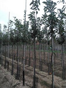 Malus d. 'Geheimrat Dr Oldenburg' 10-12 Hoogstam wortelgoed - afbeelding 2