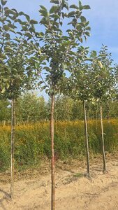 Malus d. 'Geheimrat Dr Oldenburg' 10-12 Hoogstam wortelgoed - afbeelding 3