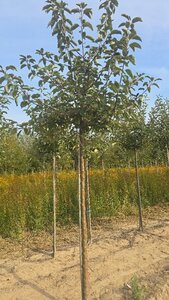 Malus d. 'Geheimrat Dr Oldenburg' 14-16 Hoogstam wortelgoed 2 X verplant - afbeelding 2