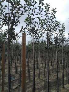 Malus d. 'Gloster' 10-12 Hoogstam wortelgoed - afbeelding 5