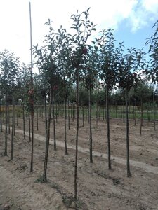 Malus d. 'Gloster' 8-10 Hoogstam wortelgoed - afbeelding 1