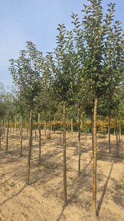 Malus d. Goldparmäne 14-16 Hoogstam wortelgoed 2 X verplant