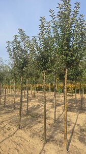 Malus d. Goldparmäne 14-16 Hoogstam wortelgoed 2 X verplant