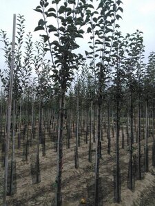 Malus d. 'Holstein' 10-12 Hoogstam wortelgoed - afbeelding 1