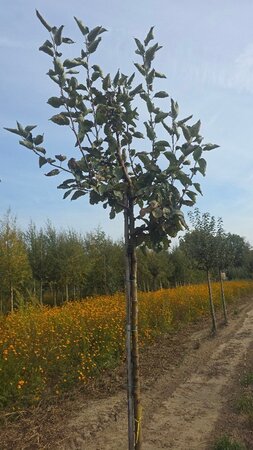 Malus d. 'Holstein' 8-10 Hoogstam wortelgoed - afbeelding 1
