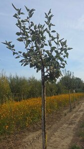 Malus d. 'Holstein' 8-10 Hoogstam wortelgoed - afbeelding 1