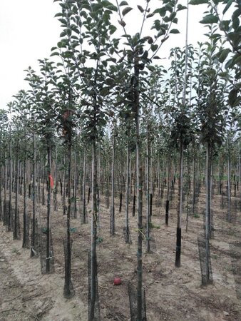Malus d. 'Holstein' 8-10 Hoogstam wortelgoed - afbeelding 2