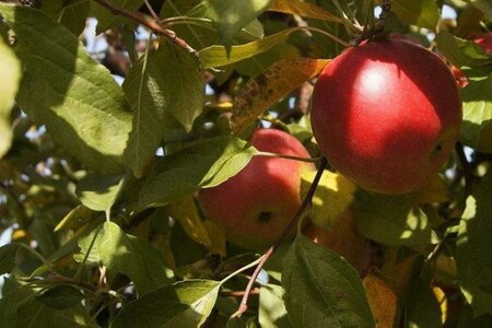 Malus d. 'Idared' 10-12 Hoogstam wortelgoed - afbeelding 1