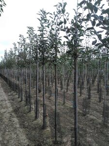 Malus d. 'Idared' 6-8 Hoogstam wortelgoed - afbeelding 3