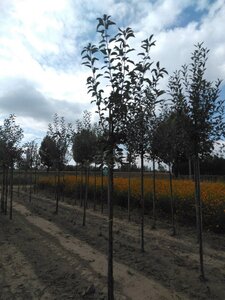 Malus d. 'Idared' 8-10 Hoogstam wortelgoed - afbeelding 4