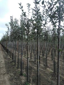 Malus d. 'Idared' 8-10 Hoogstam wortelgoed - afbeelding 3