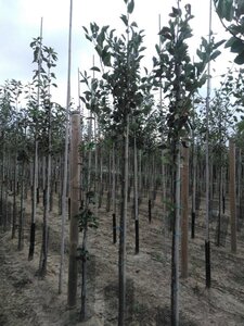 Malus d. 'James Grieve' 6-8 Hoogstam wortelgoed - afbeelding 2