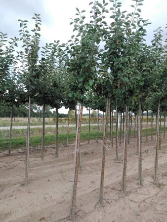 Malus d. 'Jacques Lebel' 12-14 STA BR 2 X V - image 5