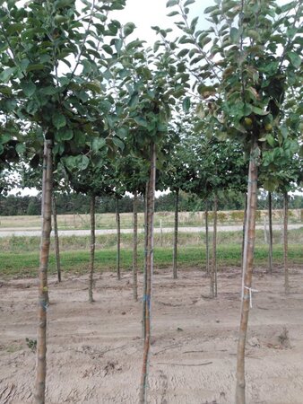Malus d. 'Jacques Lebel' 6-8 Hoogstam wortelgoed - afbeelding 4