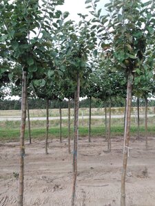 Malus d. 'Jacques Lebel' 6-8 Hoogstam wortelgoed - afbeelding 4