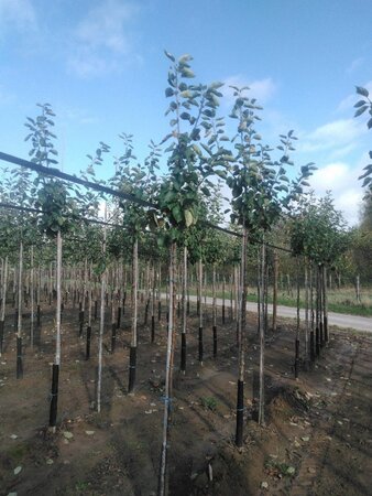 Malus d. 'Jacques Lebel' 6-8 Hoogstam wortelgoed onder vered.